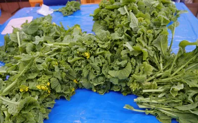 菜花の仕分け作業