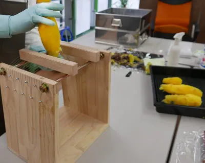 干し芋作りの風景